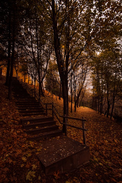 ağaçlar, altın, autumn içeren Ücretsiz stok fotoğraf