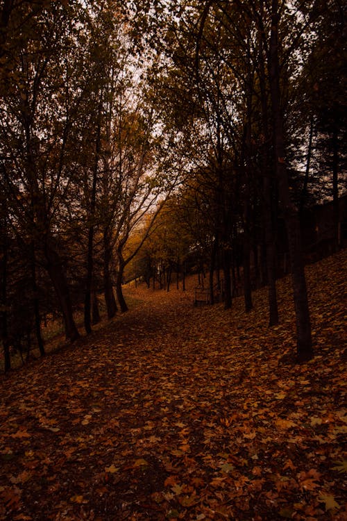 ağaçlar, autumn, dikey atış içeren Ücretsiz stok fotoğraf