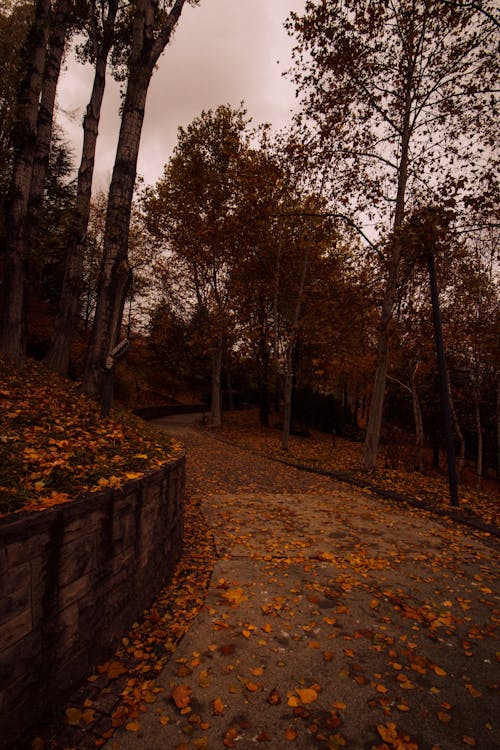 ağaçlar, ahşap, autumn içeren Ücretsiz stok fotoğraf