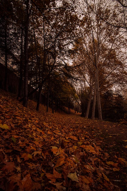 Fotobanka s bezplatnými fotkami na tému jeseň, krajina, listy