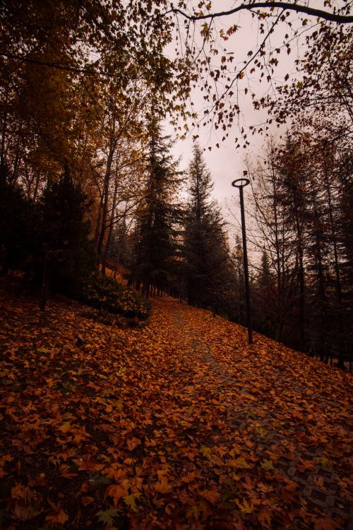 Free A serene autumn forest path covered in fallen leaves in Ankara, Türkiye. Stock Photo
