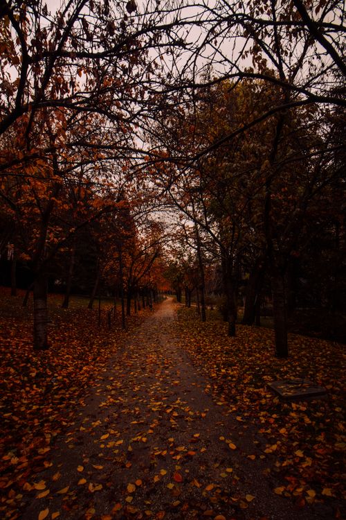 Free A tranquil park path lined with trees and fallen leaves in autumn, Ankara, Türkiye. Stock Photo