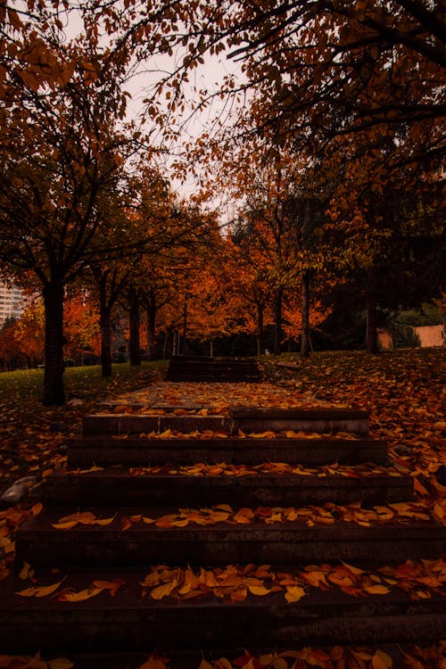 ağaçlar, autumn, bitki örtüsü içeren Ücretsiz stok fotoğraf