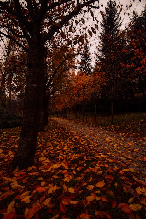 ağaç, arka sokak, autumn içeren Ücretsiz stok fotoğraf