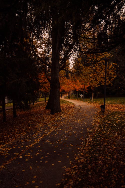 Fotobanka s bezplatnými fotkami na tému chodník, jeseň, pád