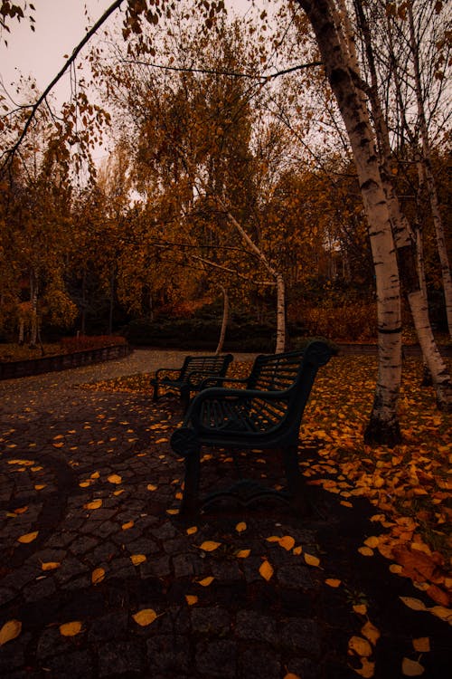 Benches in Park in Autumn