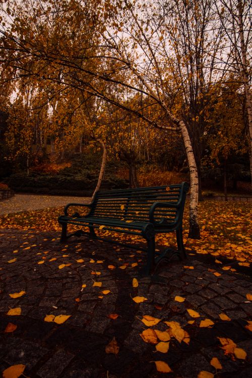 Free Serene autumn scene of a park bench amidst fallen leaves in Ankara, Türkiye. Stock Photo