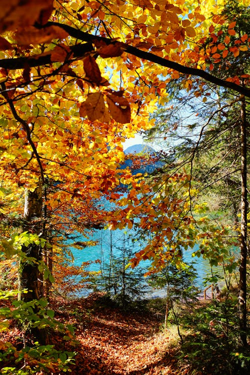 Foto profissional grátis de árvores, árvores outonais, brilhante