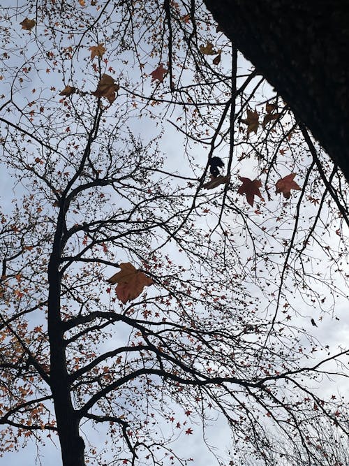 木, 秋の季節, 秋の木々の無料の写真素材