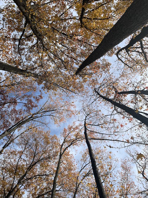 木, 枝, 秋の木々の無料の写真素材