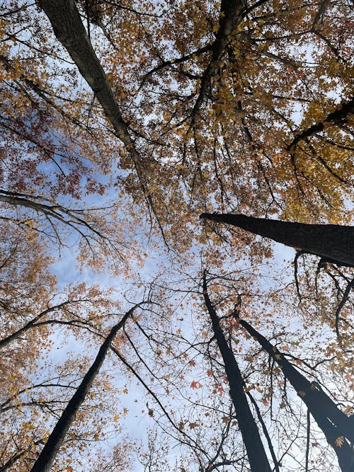Free stock photo of autumn aesthetic, autumn background, autumn trees