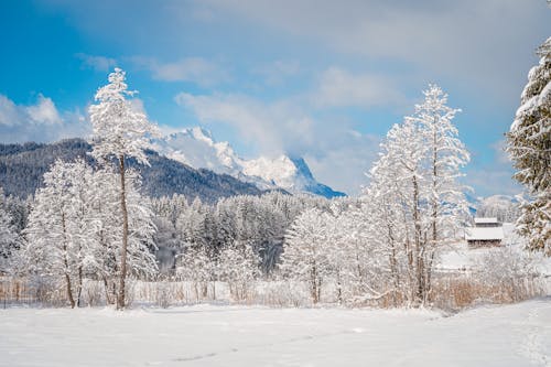 Scenic View of a Snowy Field, Trees and Mountains 