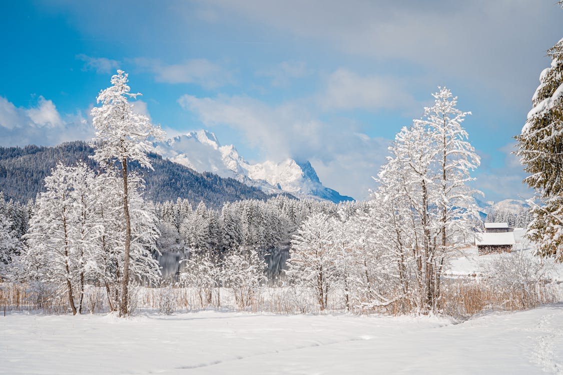 Scenic View of a Snowy Field, Trees and Mountains 