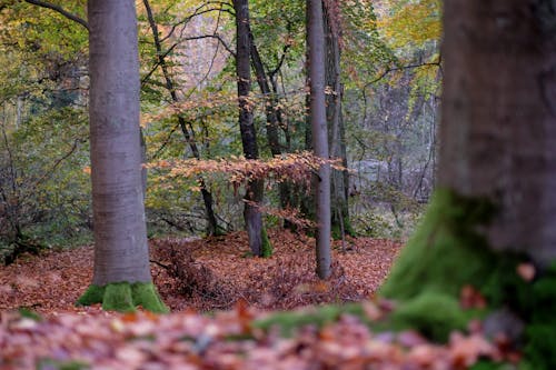 Trees in Forest in Autumn