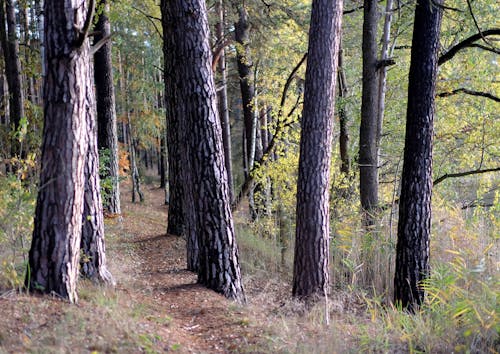 Kostnadsfri bild av bark, löv, skog