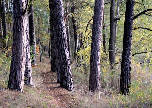 Gratis arkivbilde med bark, bartre, blader