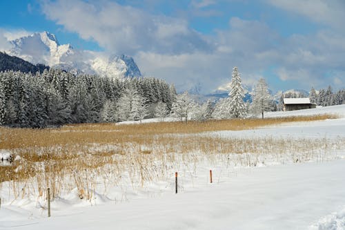 Scenic View of a Snowy Field, Trees and Mountains 