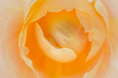 Free Beautiful close-up of a pastel orange flower with delicate petals. Perfect for nature themes. Stock Photo