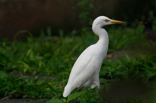 Close-up of an Egret Walking on the Grass