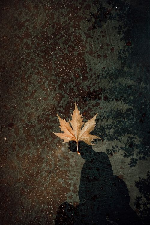 Free Top view of a maple leaf on the wet ground casting a shadow, symbolizing autumn. Stock Photo