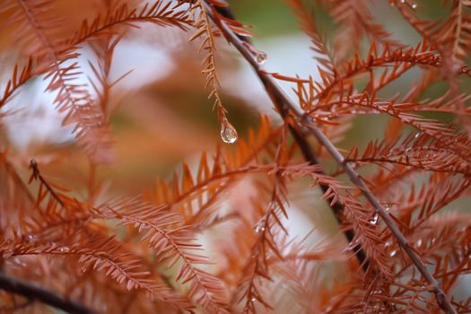 A detailed view of orange autumn leaves adorned with raindrops, capturing the essence of fall.