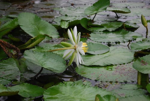 Foto d'estoc gratuïta de flor, fresc, lotus