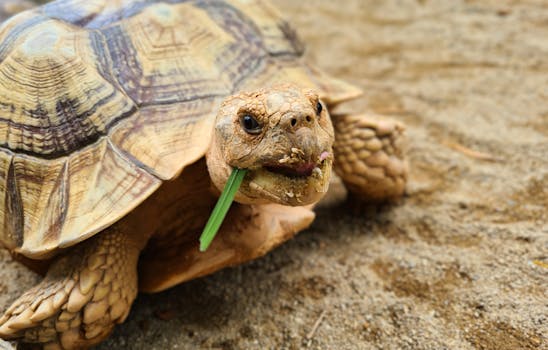 Close-up of an African spur-thighed tortoise munching on grass in a sandy environment.