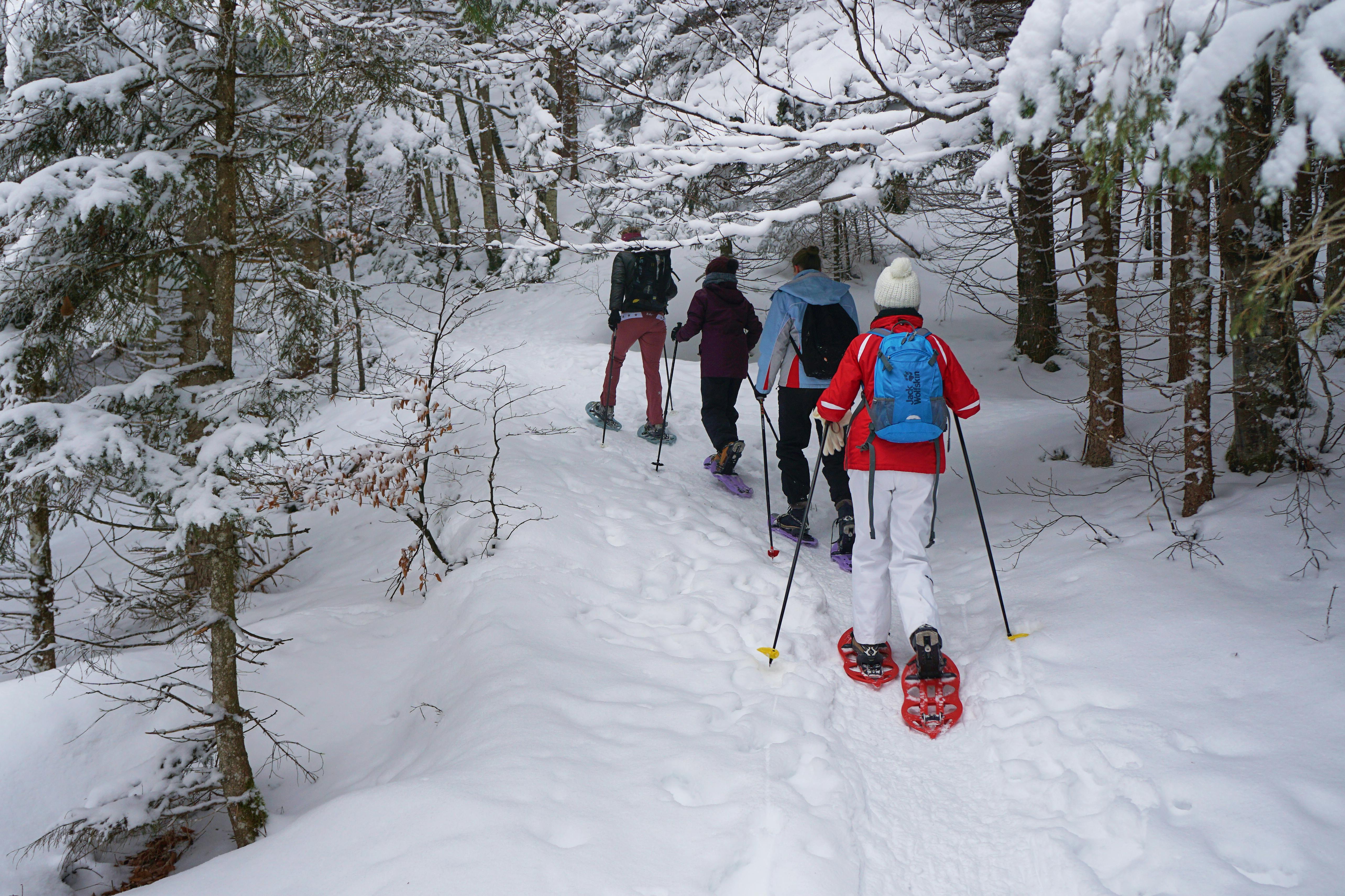 Free A group of people cross country skiing in the woods Stock Photo
