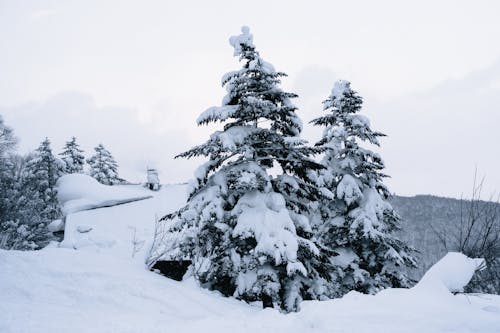無料 雪に覆われた松の木 写真素材