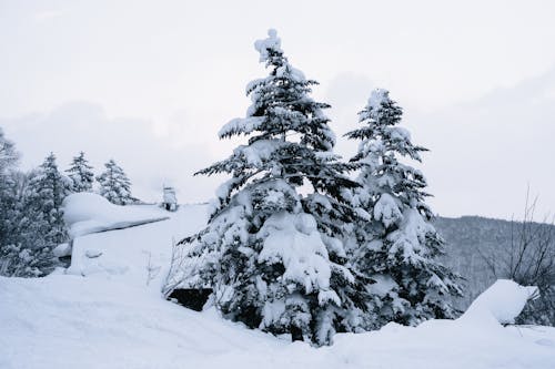 Pins Couverts De Neige