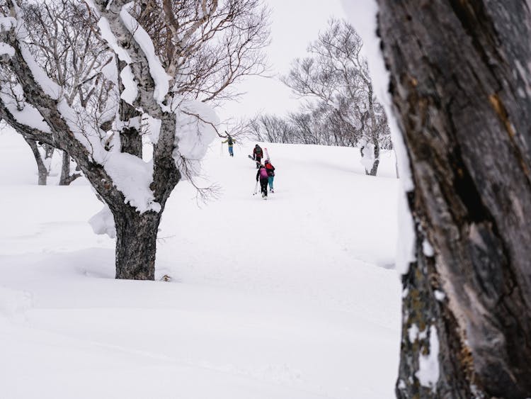 People Walking On Snow