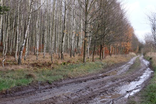Mud on Dirt Road by Forest