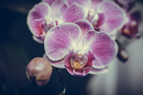 Kostnadsfri bild av lila orkidéer, orkide, orkidéer