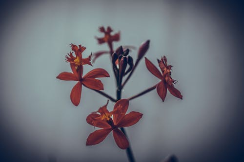 Kostnadsfri bild av blomma, orkidéer
