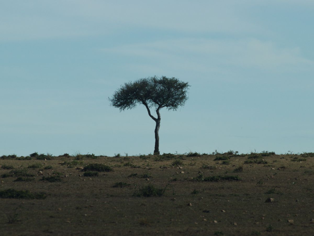 Asili Retreats 2