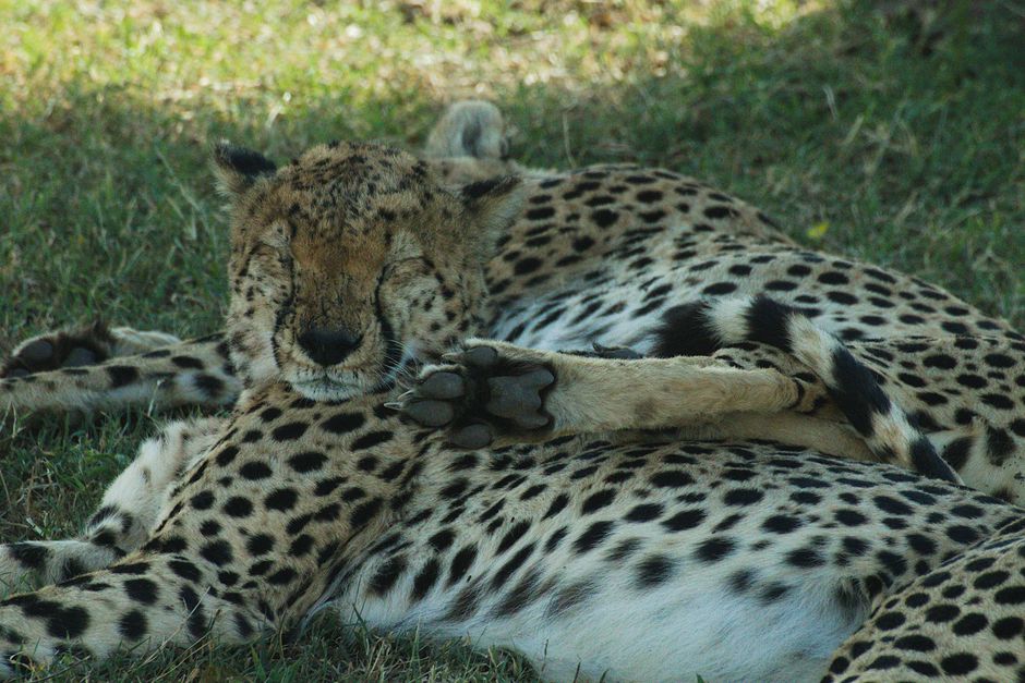 Observation d'un léopard dans le Mara A serene leopard rests in the shade of the African savannah, capturing wildlife tranquility.