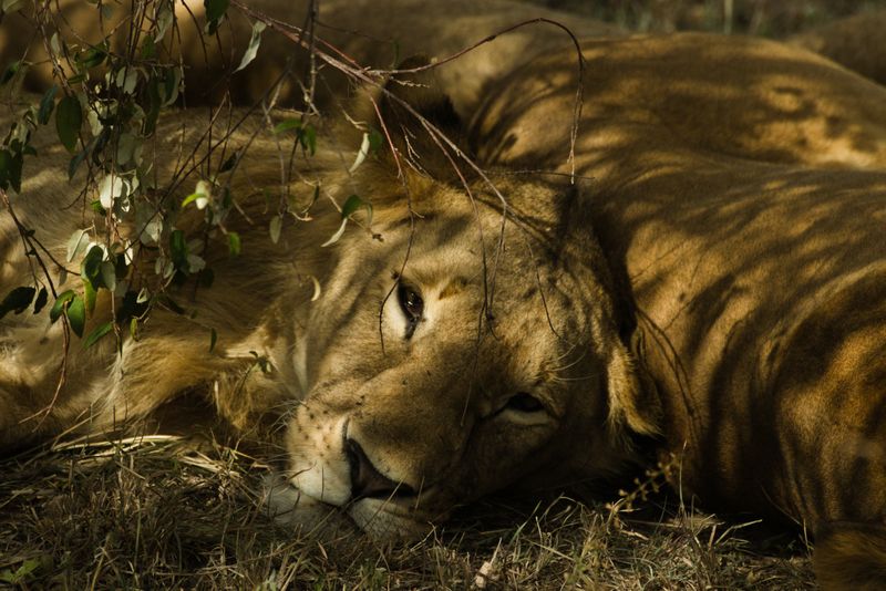 6 Days Tanzania Family Safari - lion resting on the grass