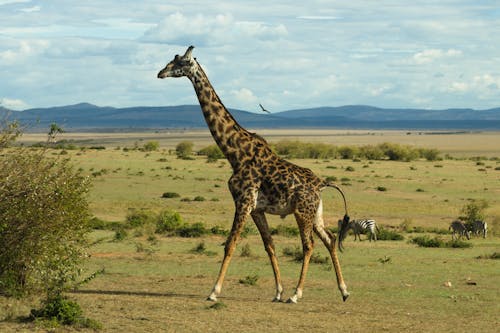 Giraffe on Grassland in Kenya