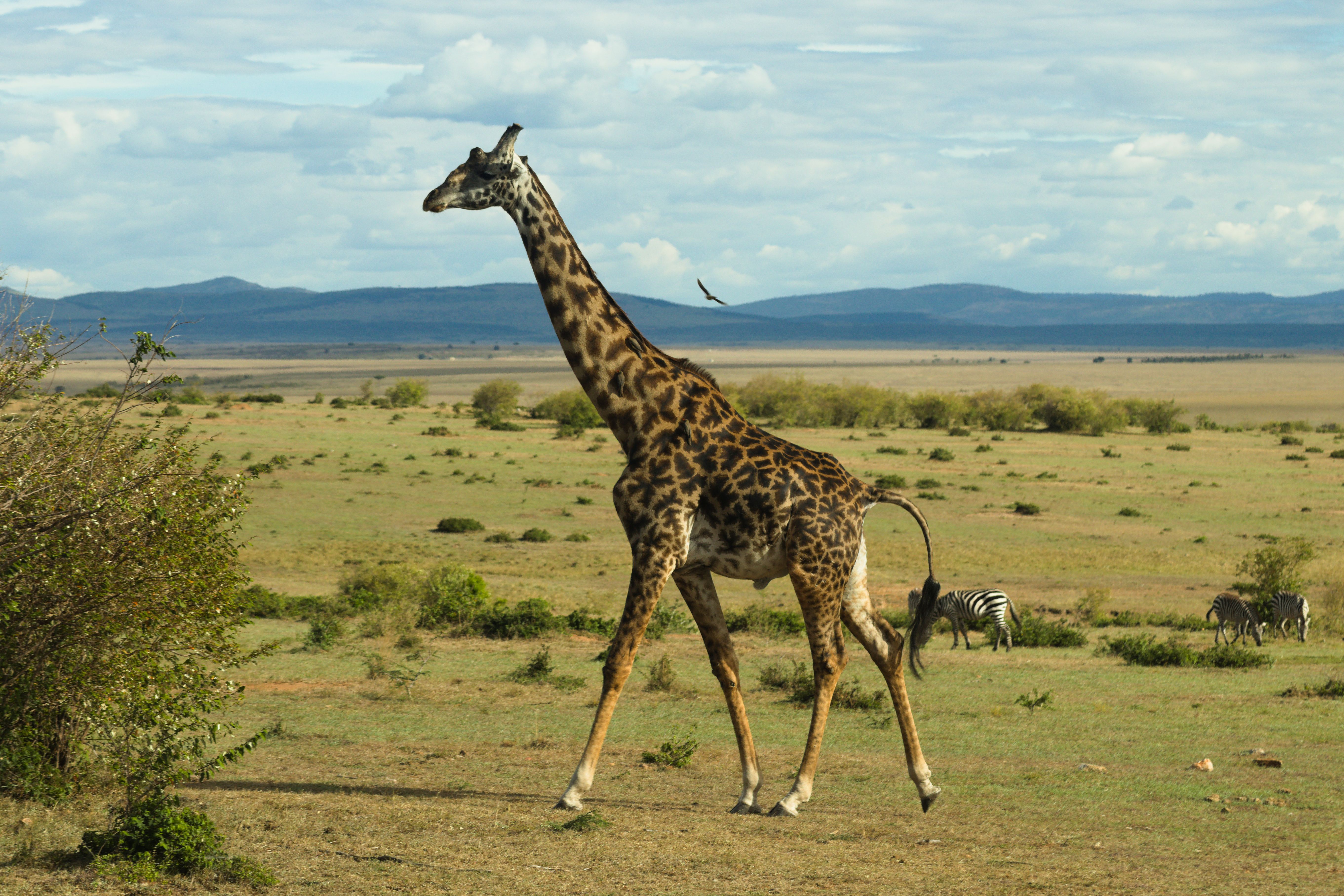 Masai Mara Photos, Download The BEST Free Masai Mara Stock Photos & HD ...