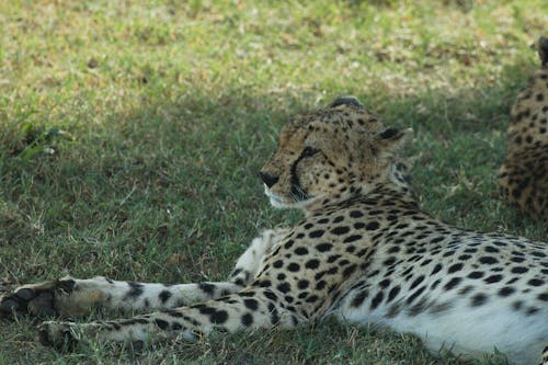 Cheetah Lying on Grass