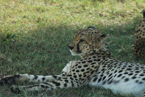 Free A cheetah lying on the grassy plains of Kenya during a safari adventure. Stock Photo