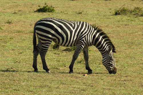 Zebra on Grassland in Kenya