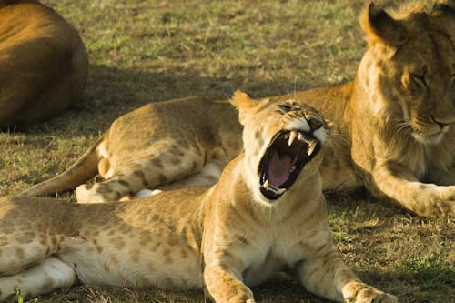 Lioness Yawning While Lying on Grass