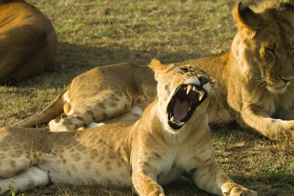 Incredible Nairobi Day Trip To Crescent Island Game Park - Lake Naivasha Review 2026 - A majestic lioness yawns while resting in the African savannah, captured during a wildlife safari.
