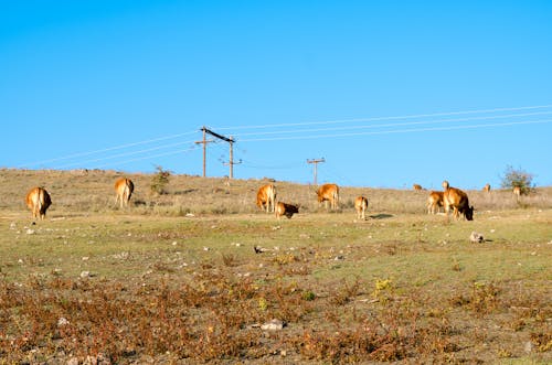 Cows on Pasture in Greece