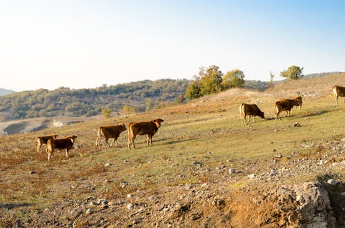 Herd of Cattle on a Pasture in the Mountains