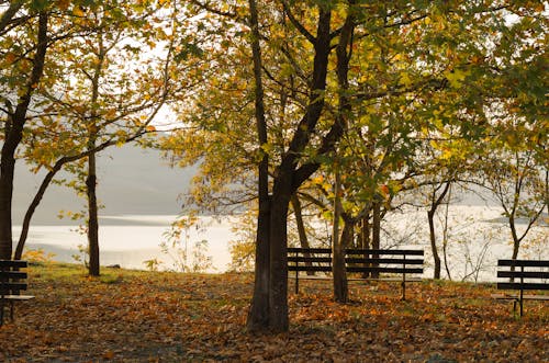 Benches and Trees in Park in Autumn
