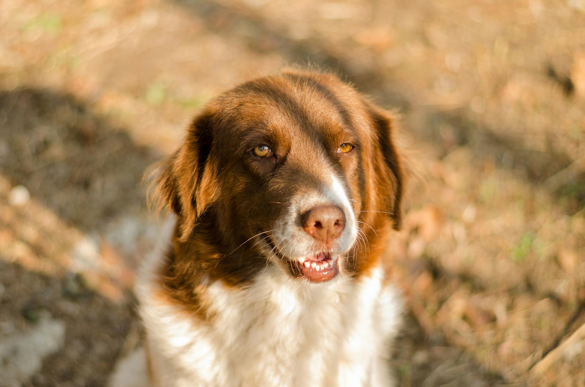 Close up of Australian Shepherd