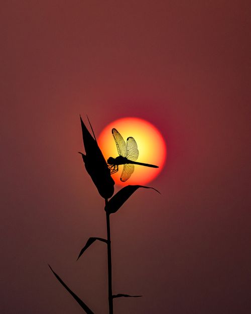 Free Dramatic scene of a dragonfly perched on a plant leaf with a vivid sunset backdrop. Stock Photo