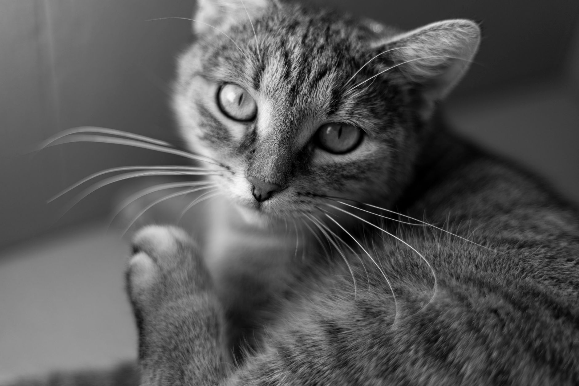 Veterinary care for a cat